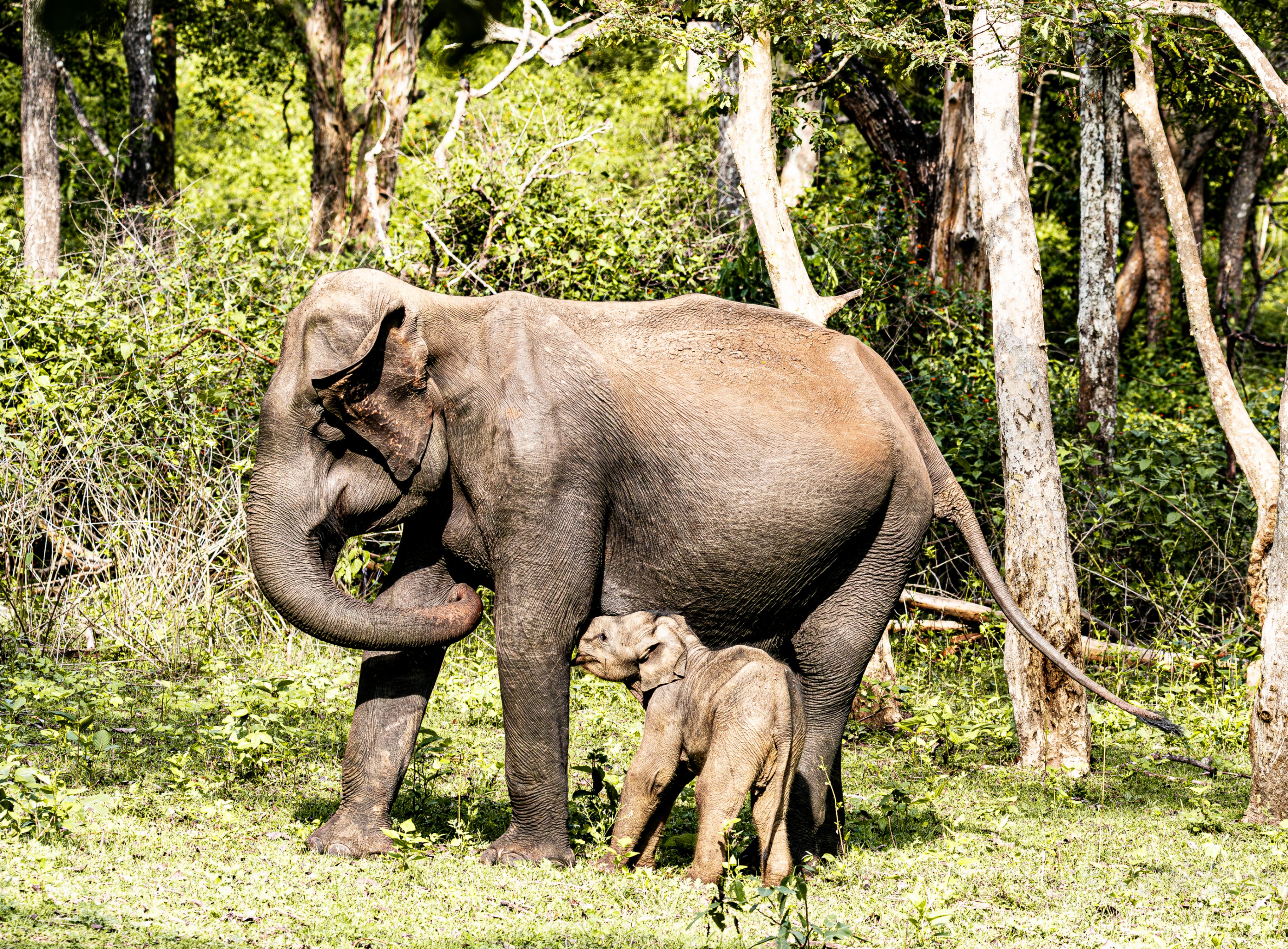 Mother elephant suckling her baby